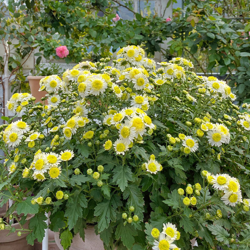 Piania Breviglossum Seeds