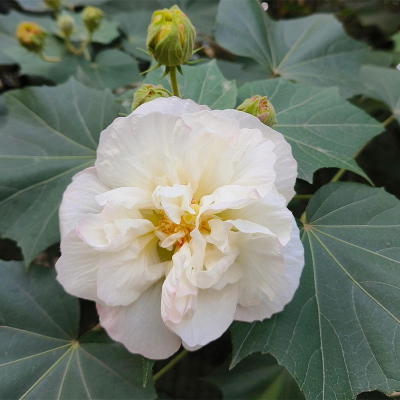 Double Hibiscus Flower Seeds