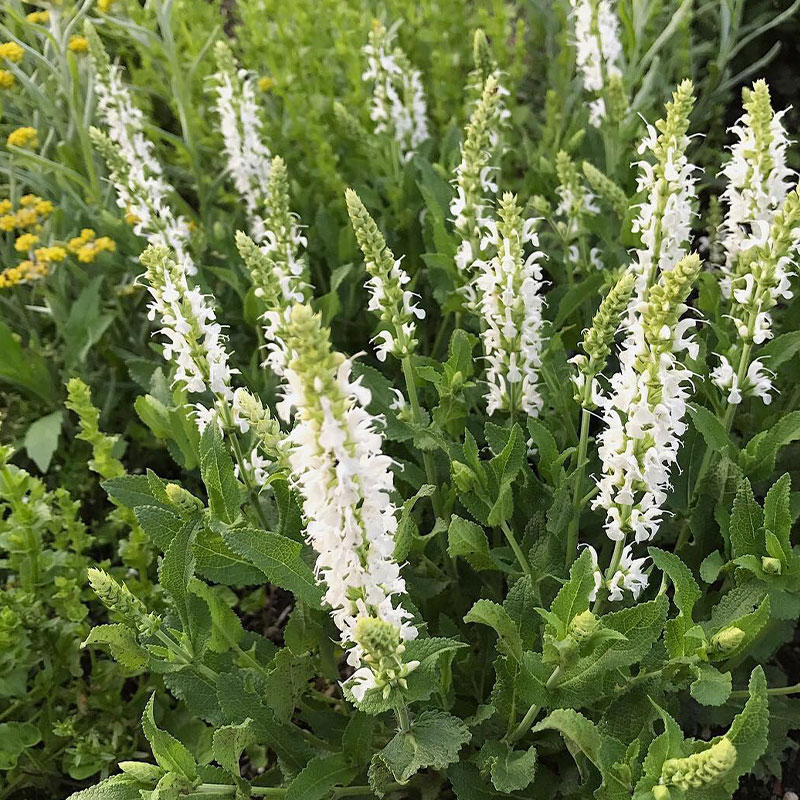 Multi-Species Sage Seeds