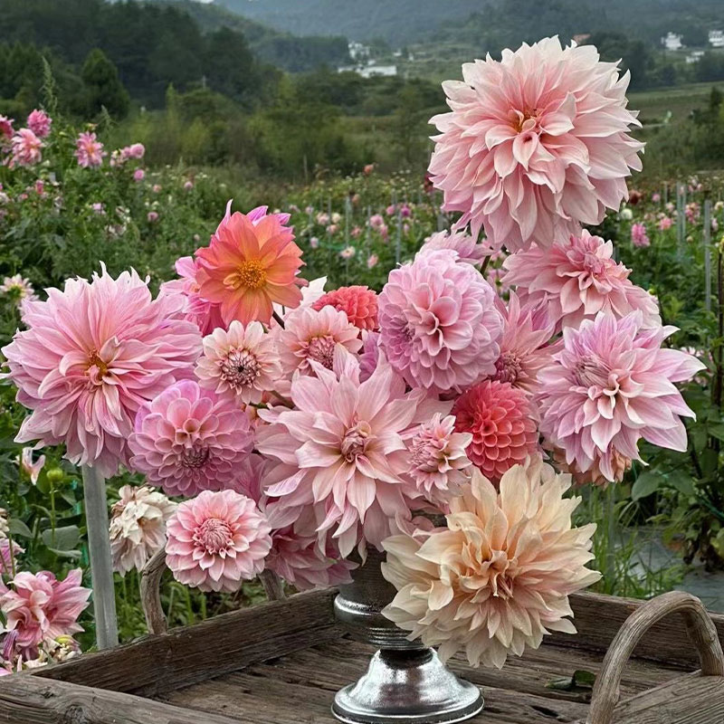 Polychromatic Dahlia Seeds