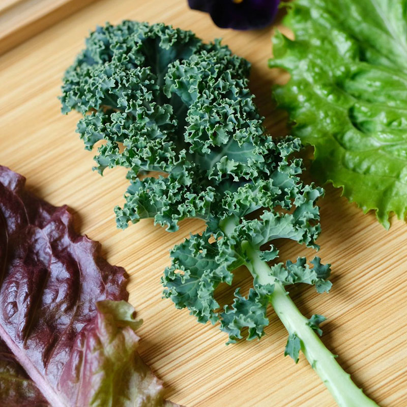Low-Calorie Super Vegetable – Curly Kale Seeds