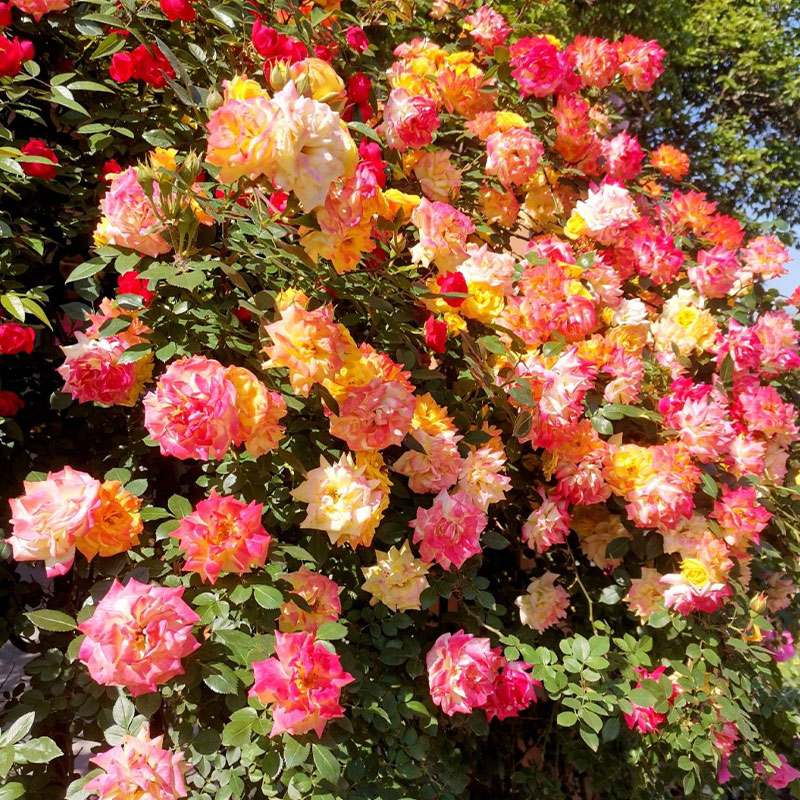 Vine Rainbow Rose Seeds