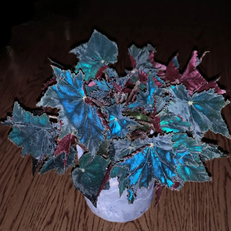 Blue Light Begonia Seeds