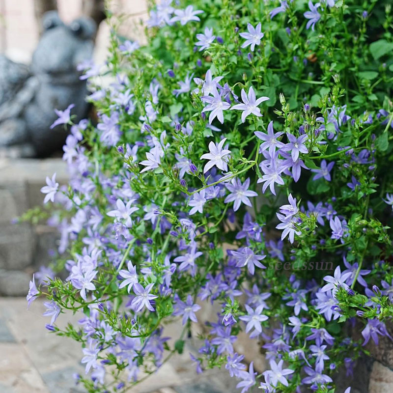 Hang Bellflower Seeds