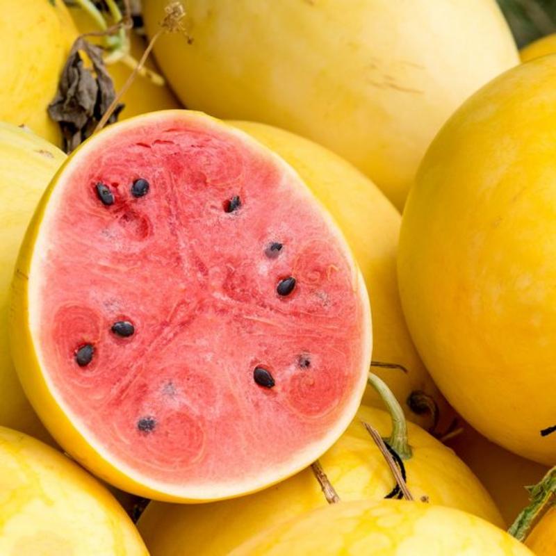 ☀️ Golden Midget Watermelon Seed for Planting - Non-GMO 