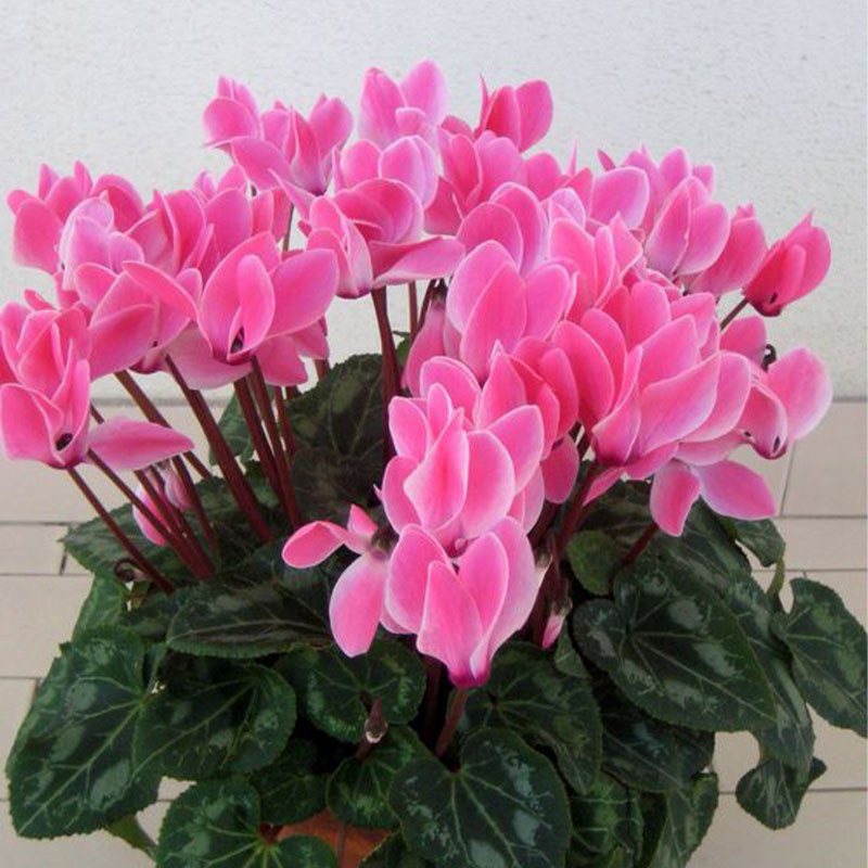 🩷Cyclamen Flower Perennial Flowering Plants Seeds