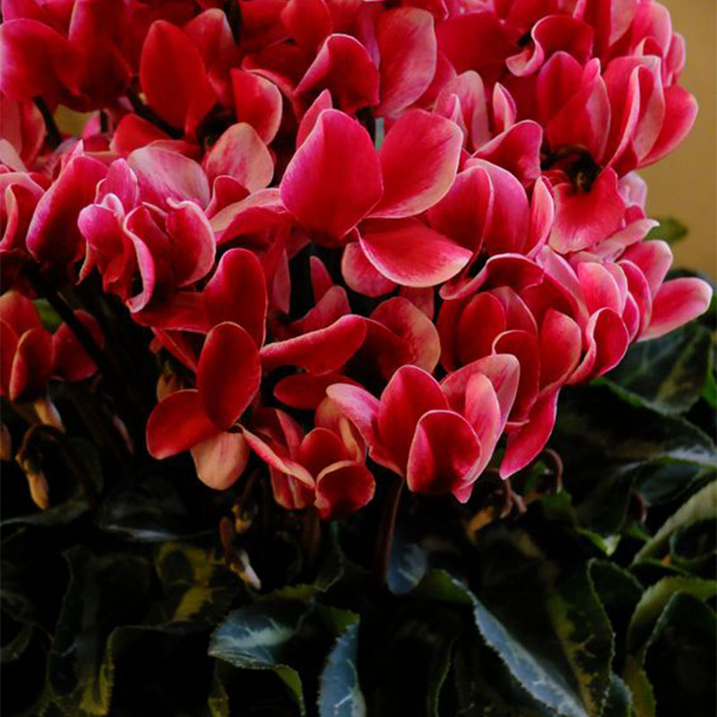 🩷Cyclamen Flower Perennial Flowering Plants Seeds