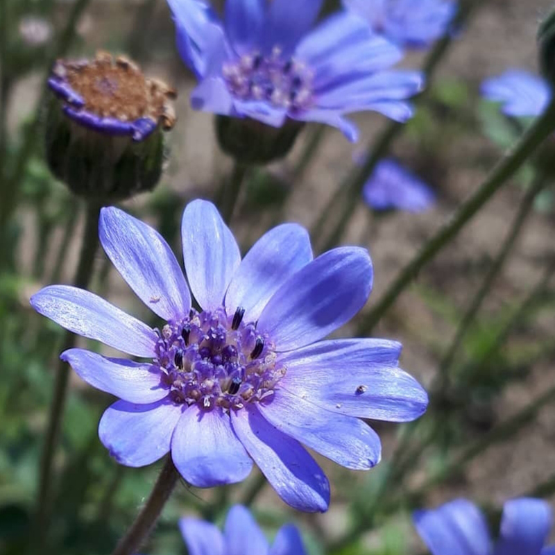 💙True Blue Daisy,Felicia Heterophylla,Kingfisher Daisy