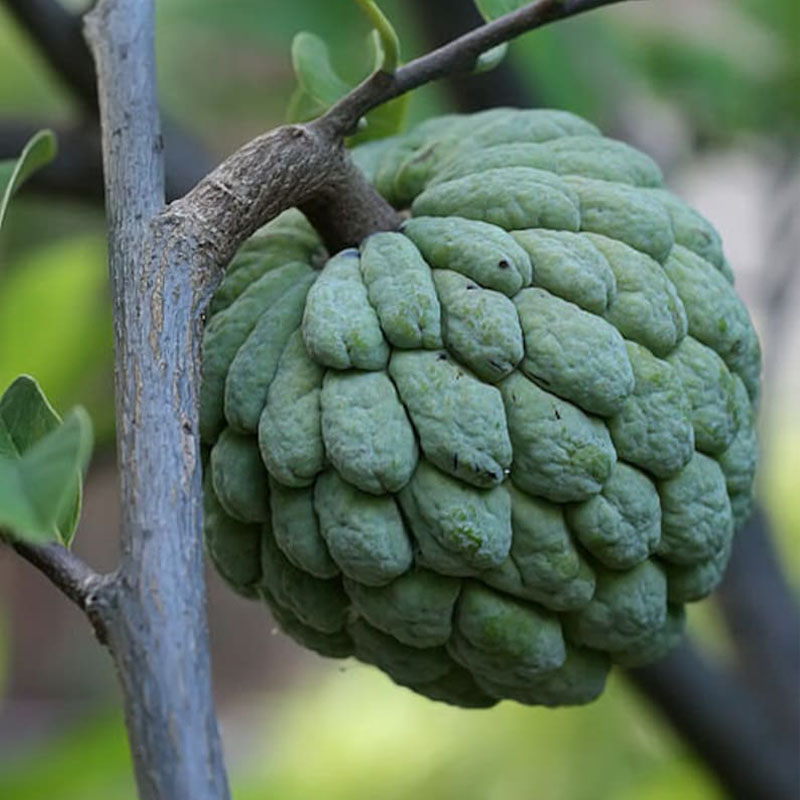 Custard Apple Annona Squamosa Seeds - Sugar Apple, Sweetsop