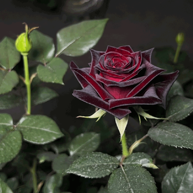 Black Buck Rose🌹-Rare-A black rose with a super velvety feel! ♥️