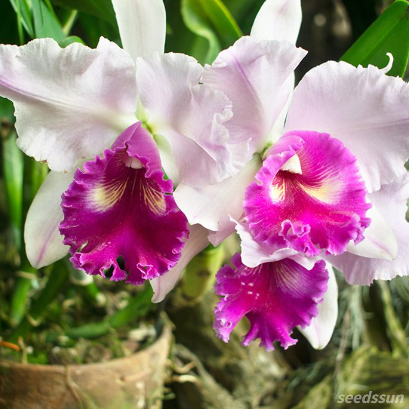 Cattleya Orchid Seeds