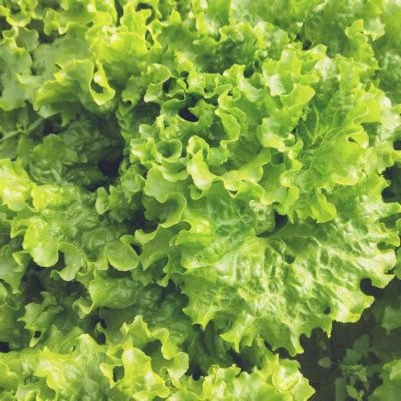 Lettuce Bergam's Green