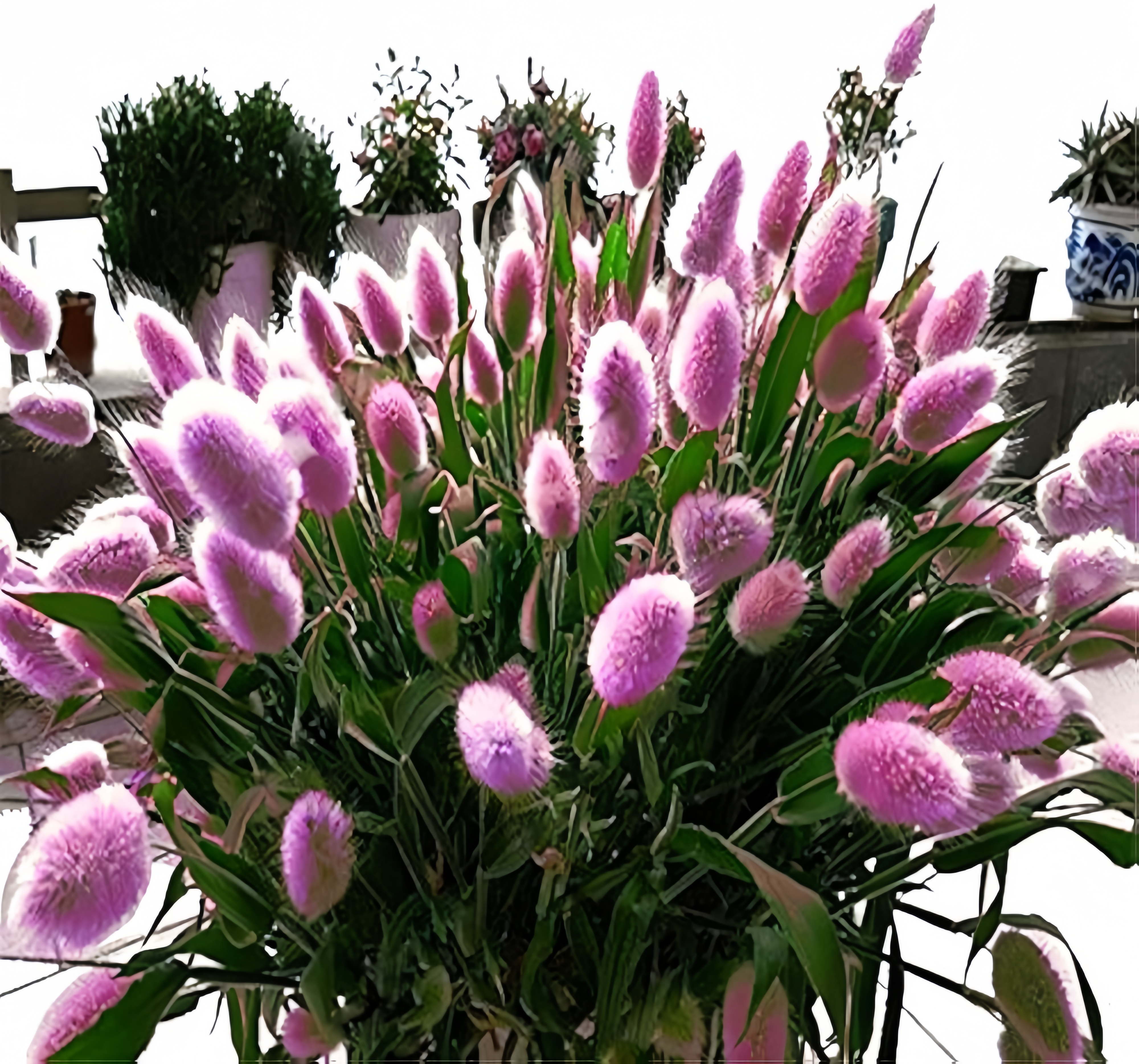 Rabbit Tail Grass Seeds