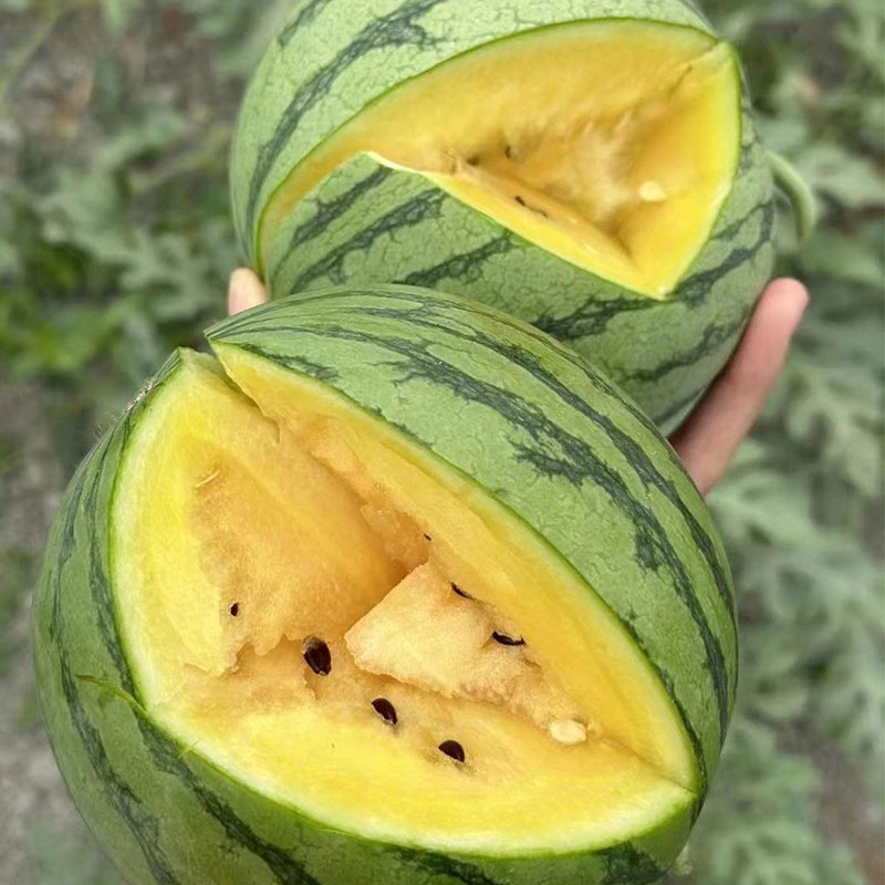 💥Best Seller☃️❄️Ice Cream Watermelon-Seeds-It Tastes Like Ice Cream After Being Refrigerated.