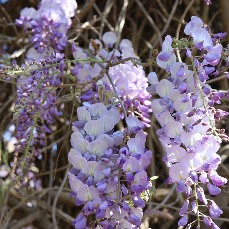 💜Wisteria seeds💜