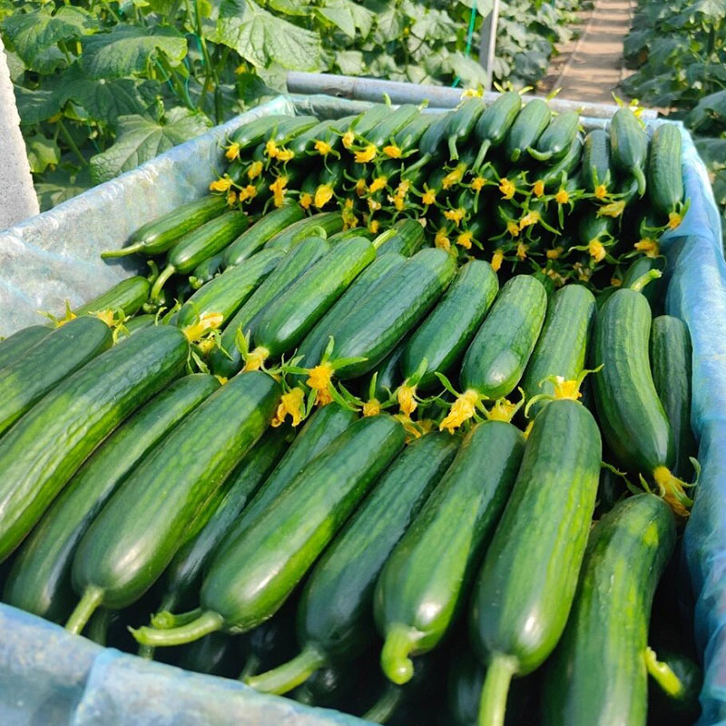 Prickly Fruit Gherkin Seeds