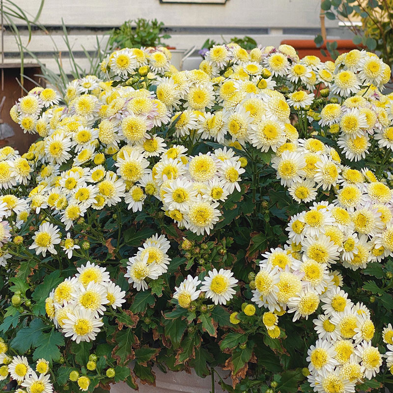 Piania Breviglossum Seeds