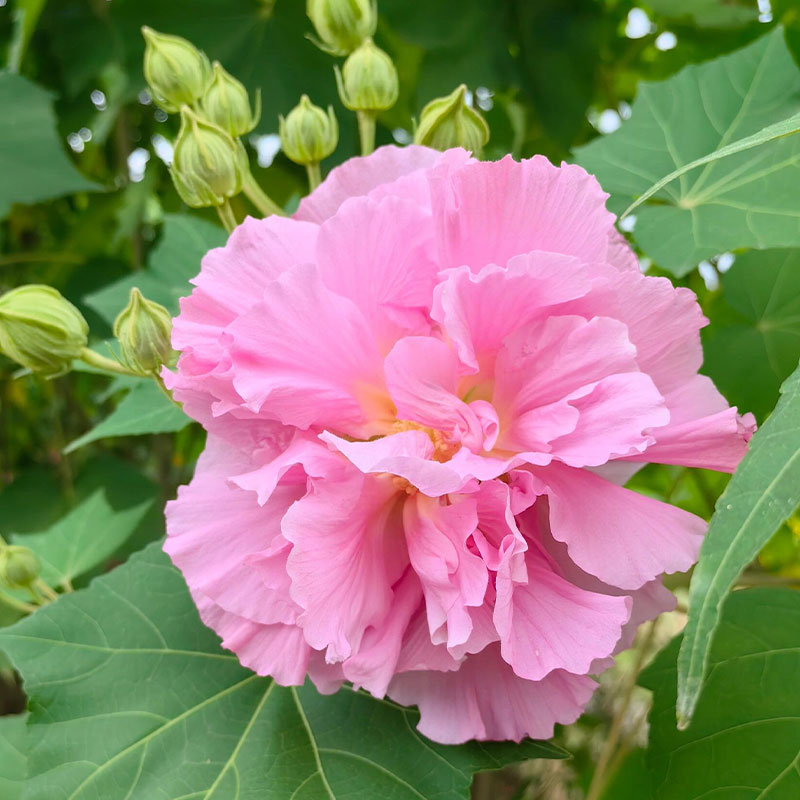 Double Hibiscus Flower Seeds