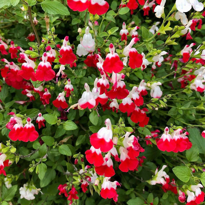 Multi-Species Sage Seeds