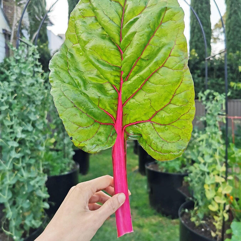 Swiss Chard Seeds - Rainbow Mixture Non-GMO Heirloom 50% OFF