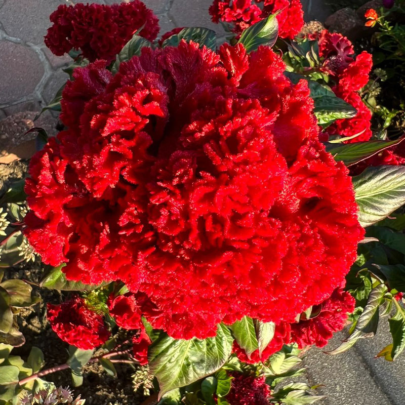 Multicolor Spherical Cockscomb Seeds