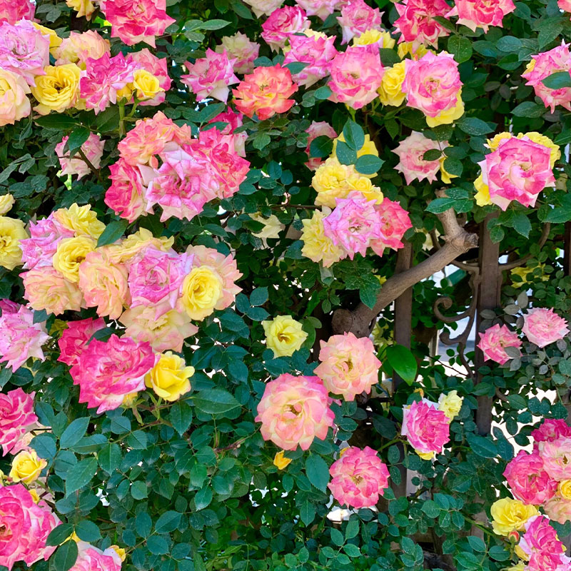 Vine Rainbow Rose Seeds
