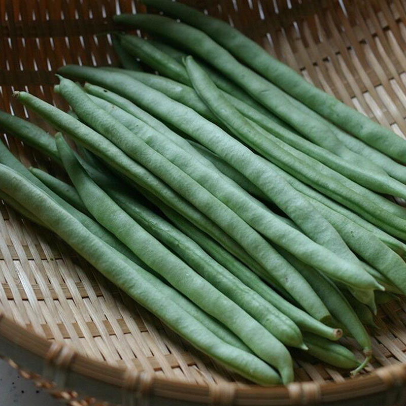 Dwarf Green Bean