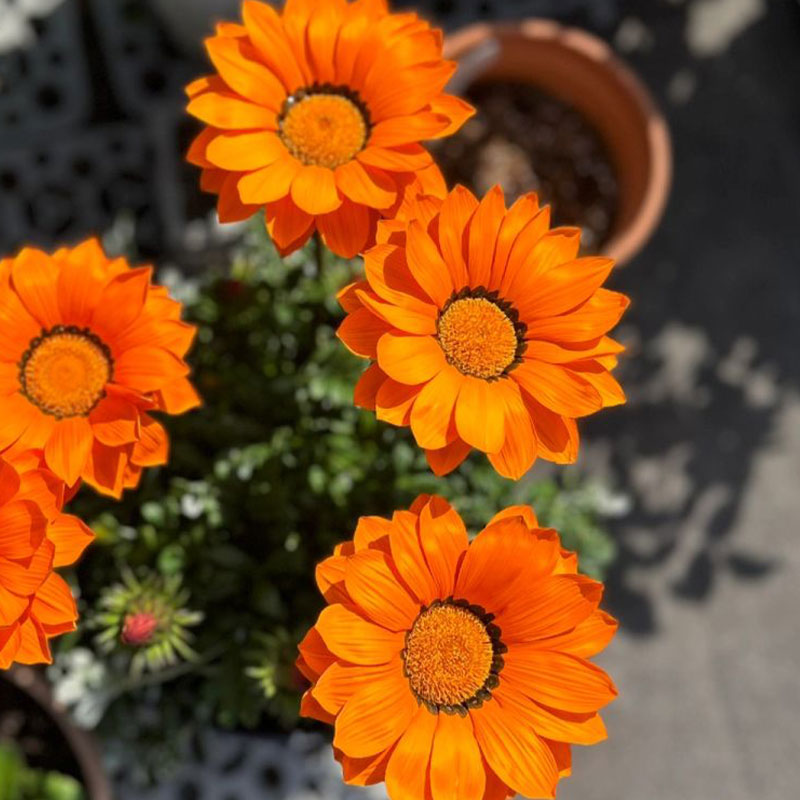 Medal Chrysanthemum Seeds