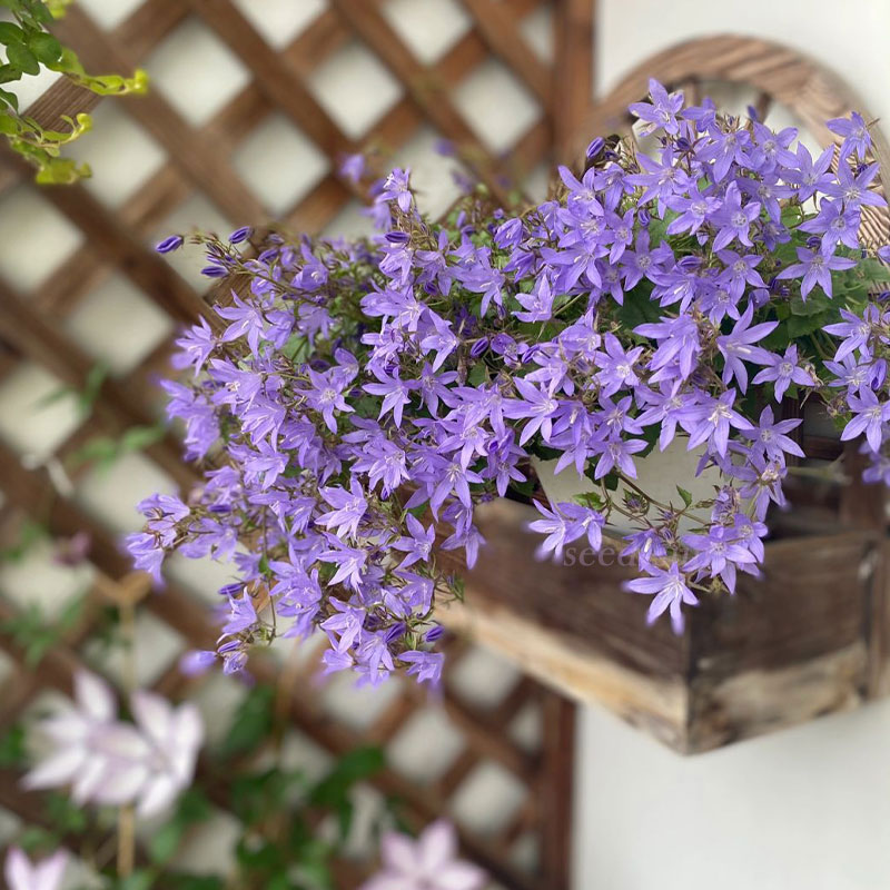 Hang Bellflower Seeds