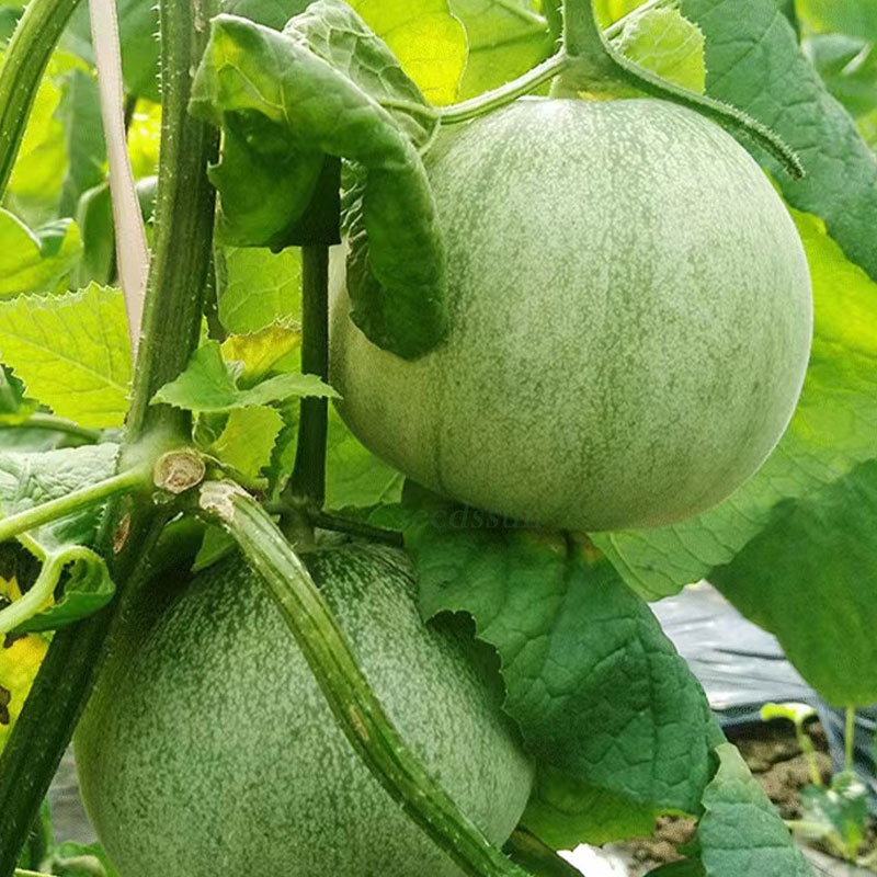 Emerald Melon Seeds