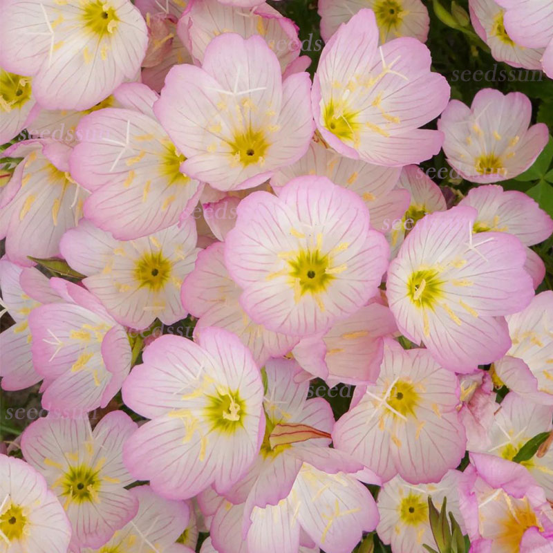 Beautiful Evening Primrose Seeds