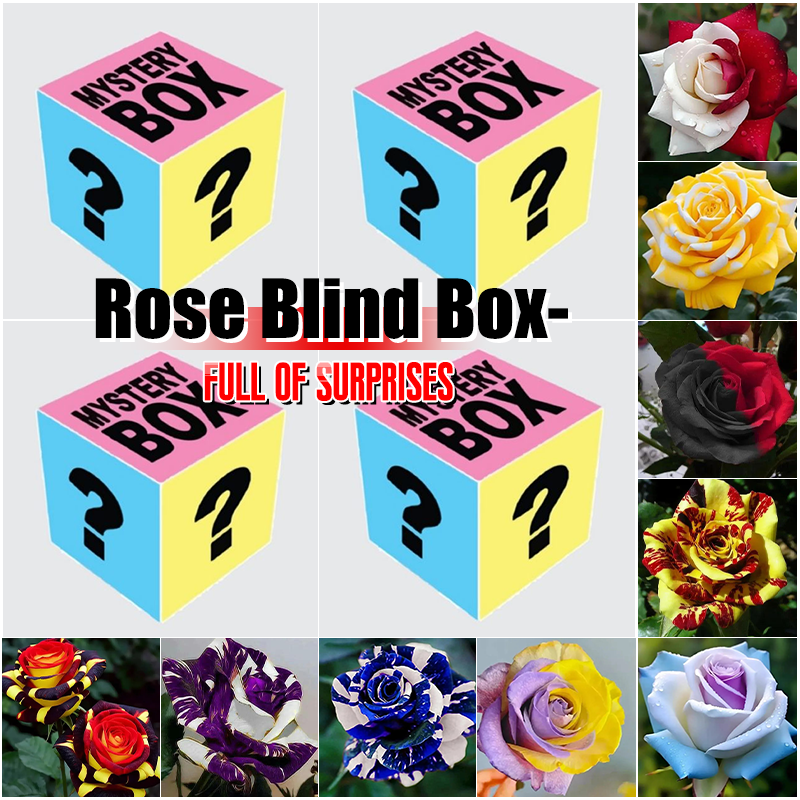 Selected Rose Seed Blind Box--Full Of Surprises and Accidents