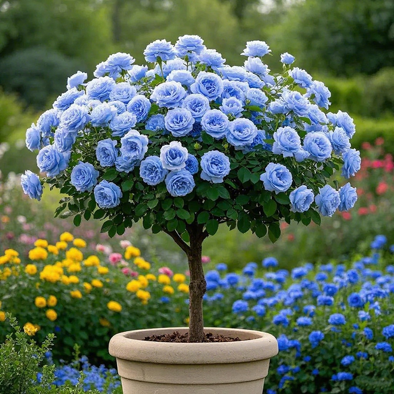 Lollipop Rose 🌺🍭