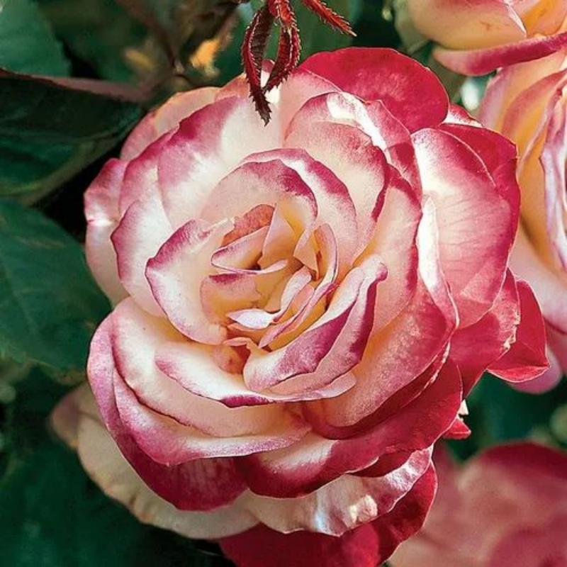 🌹Cherry Parfait™ Grandiflora Rose Seeds🍒
