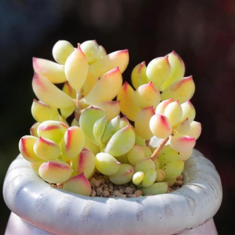 Cotyledon pendens seeds