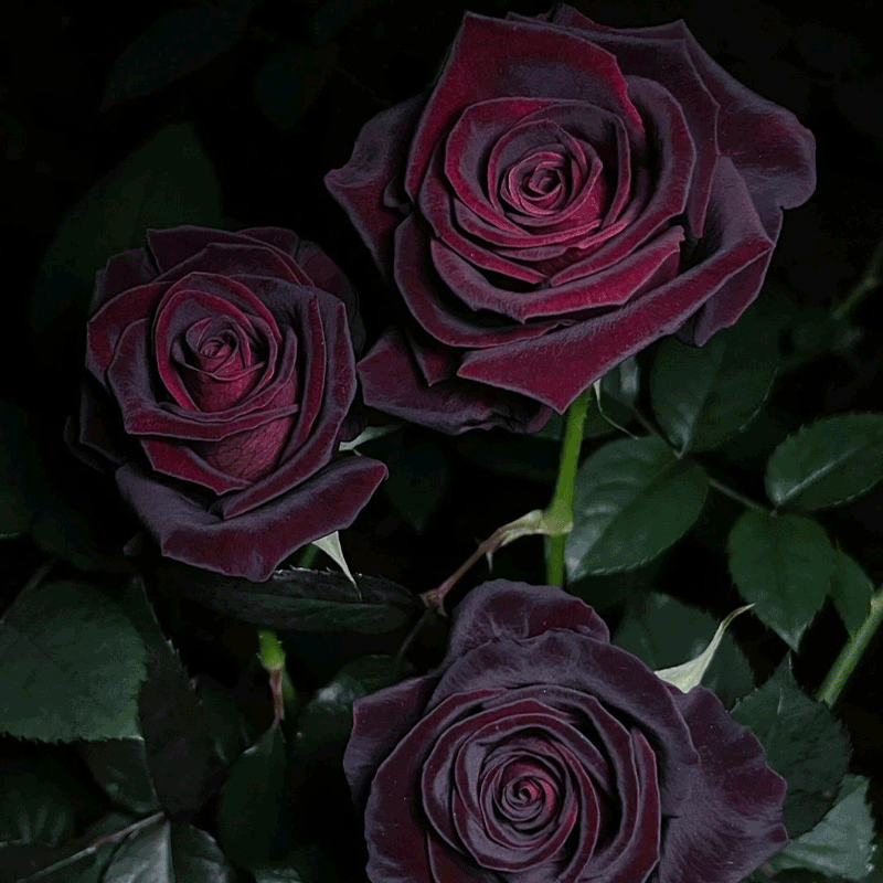 Black Buck Rose🌹-Rare-A black rose with a super velvety feel! ♥️