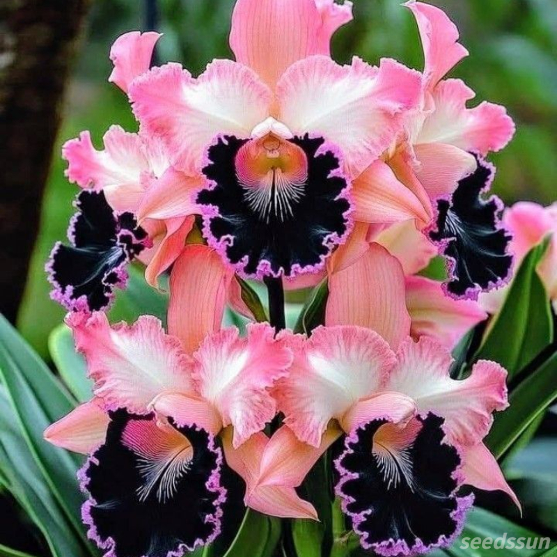 Cattleya Orchid Seeds