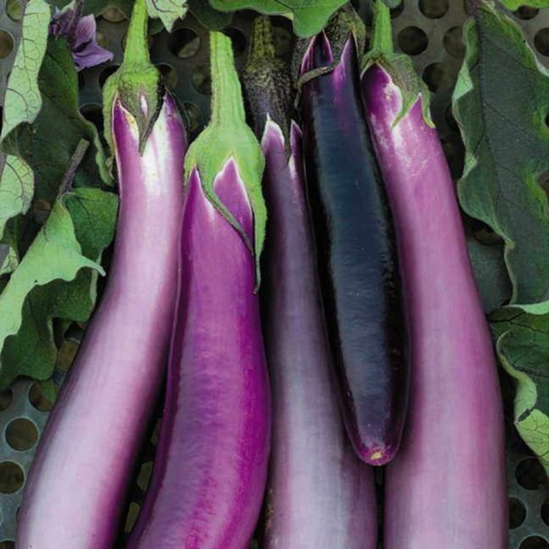 🍆«STRIPED LONG» - ORGANIC EGGPLANT SEEDS