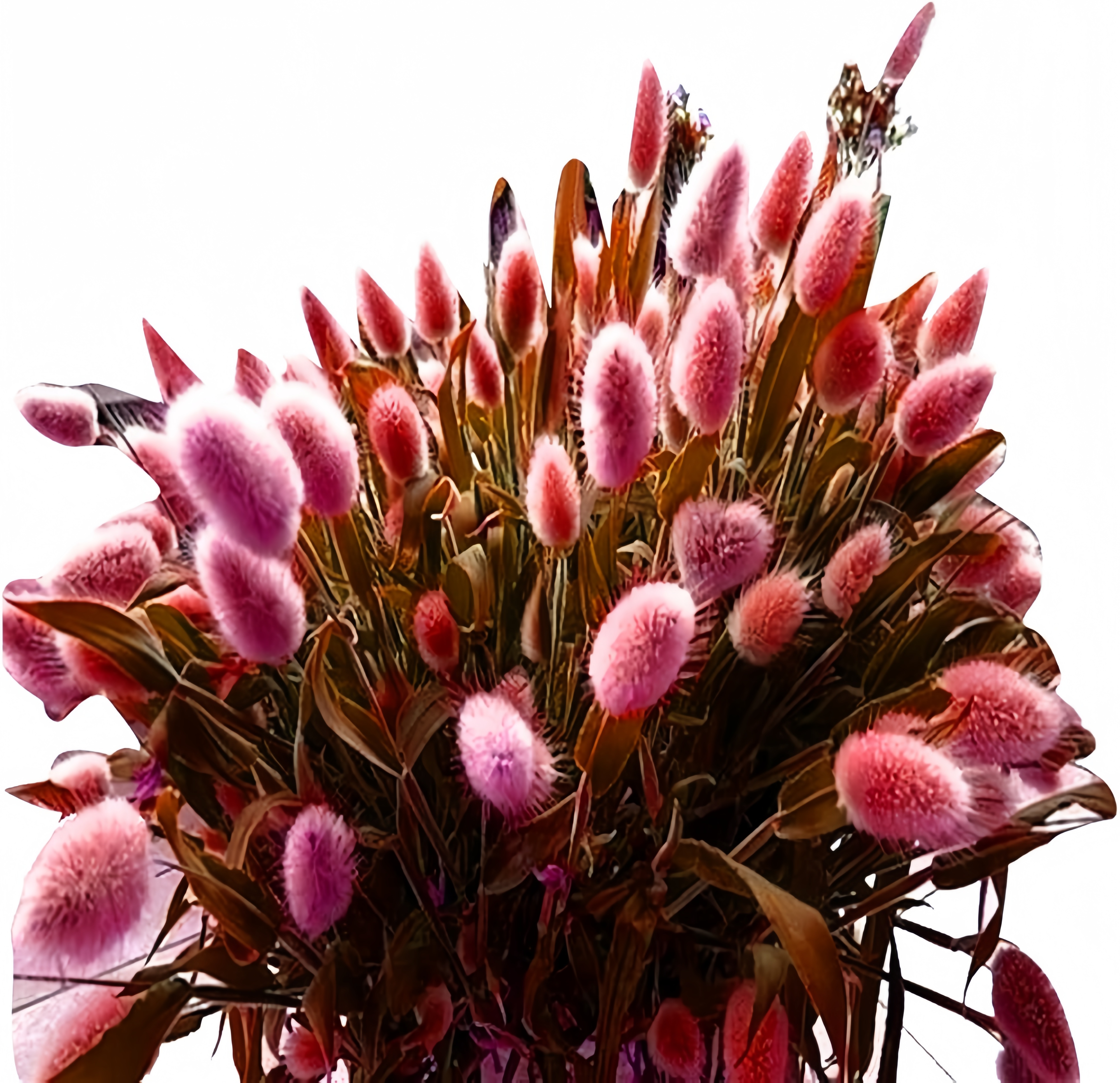 Rabbit Tail Grass Seeds