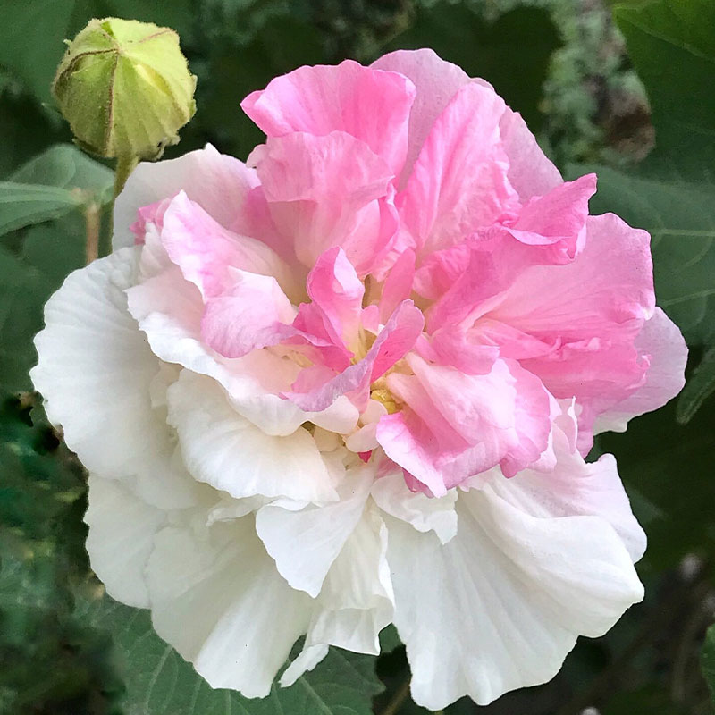 Double Hibiscus Flower Seeds