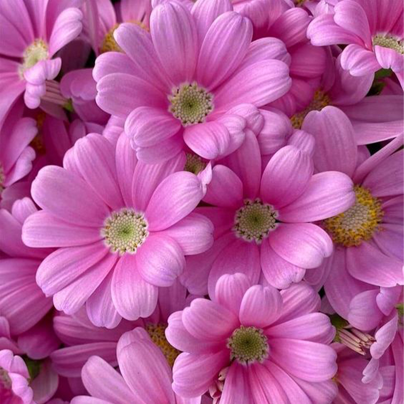 🏵️Cineraria Fresh Seeds,Organic seeds, Non GMO