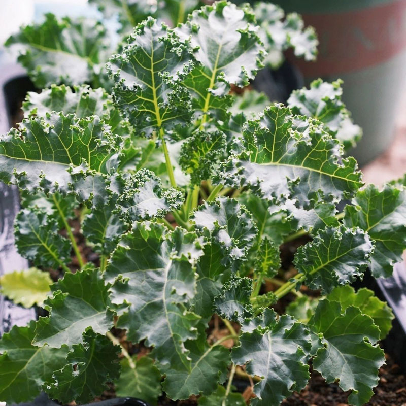 Low-Calorie Super Vegetable – Curly Kale Seeds