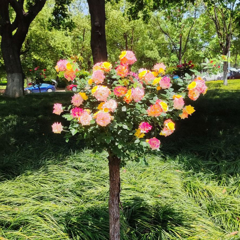 Vine Rainbow Rose Seeds