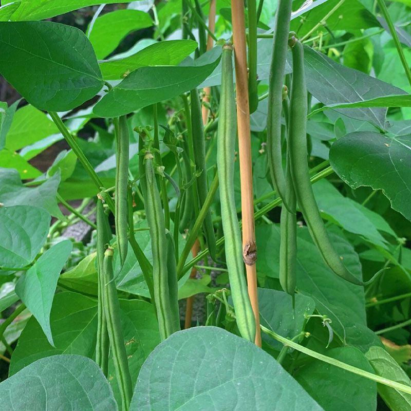 Dwarf Green Bean