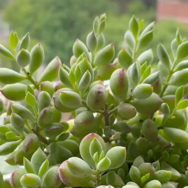 Cotyledon pendens seeds