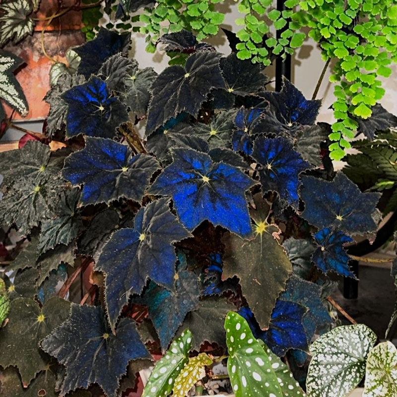Blue Light Begonia Seeds