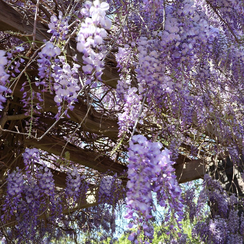💜Wisteria seeds💜