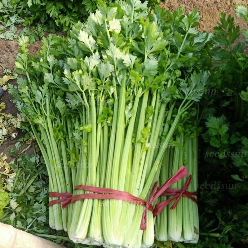 Four Seasons Fruit Celery Seeds