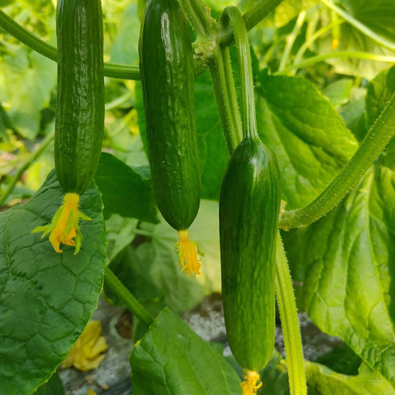 Prickly Fruit Gherkin Seeds
