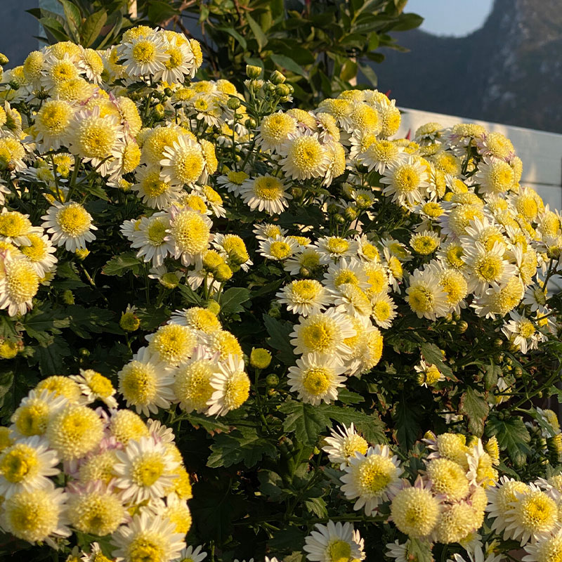 Piania Breviglossum Seeds